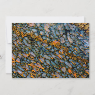 Petrified Dinosaur Bone Card