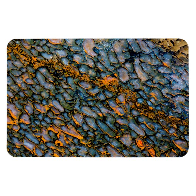 Petrified Dinosaur Bone Magnet (Horizontal)
