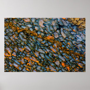 Petrified Dinosaur Bone Poster