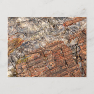 Petrified Log Closeup I Postcard