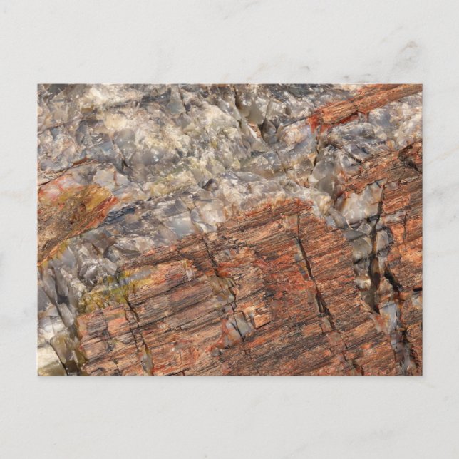Petrified Log Closeup I Postcard (Front)