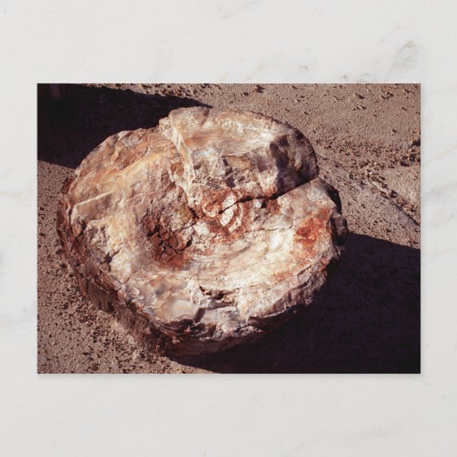 Petrified Wood Log with Shadows Arizona Photo Postcard (Front)
