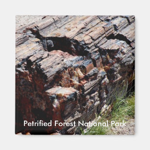Petrified wood magnet
