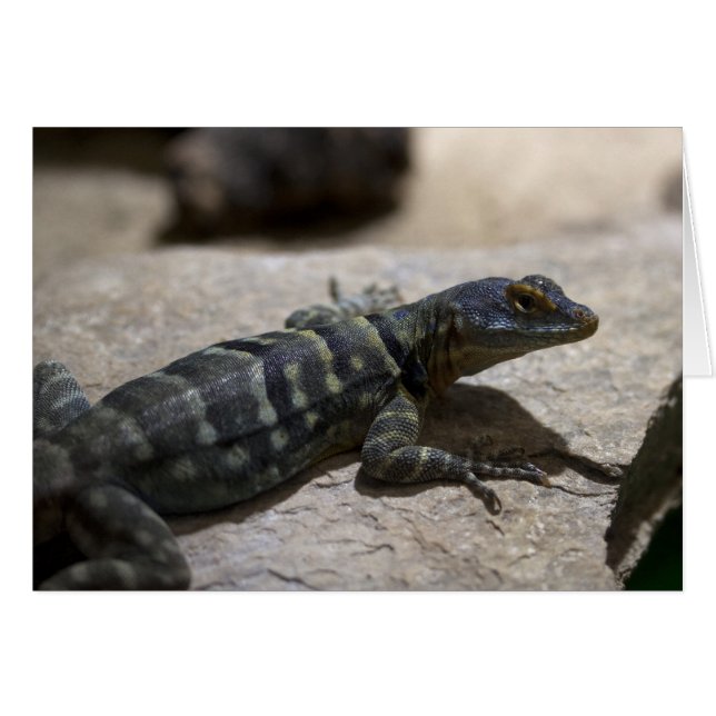 Petrosaurus thalassinus (Front Horizontal)