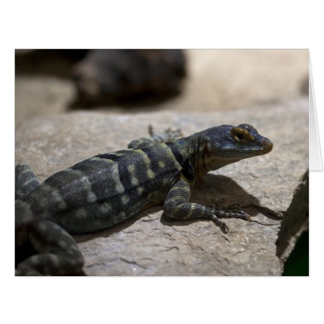 Petrosaurus thalassinus (Front Horizontal)