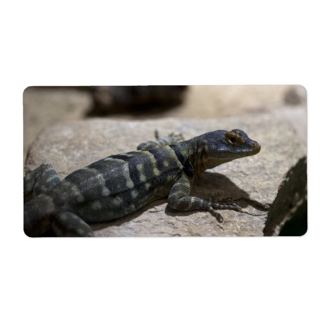 Petrosaurus thalassinus (Front)