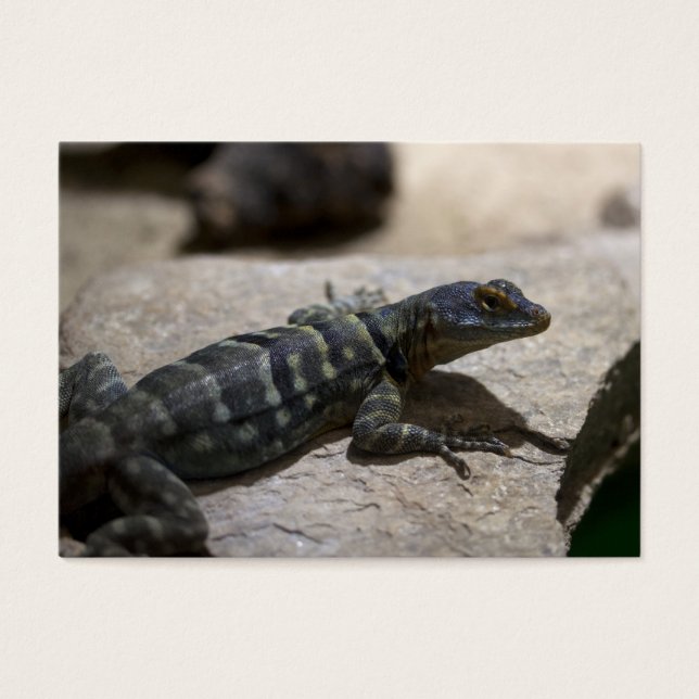 Petrosaurus thalassinus (Front)