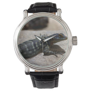 Petrosaurus thalassinus watch
