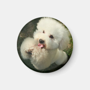Pets, Dog, Poodle Magnet
