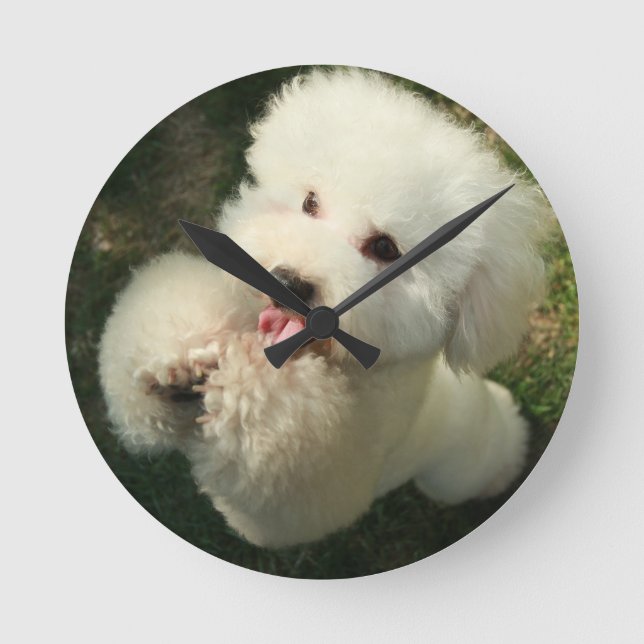 Pets, Dog, Poodle Round Clock (Front)