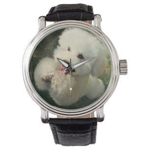 Pets, Dog, Poodle Watch