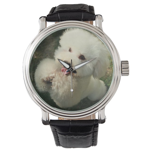 Pets, Dog, Poodle Watch (Front)