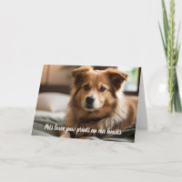 Pets leave paw prints on our heart |