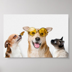 Pets Poster