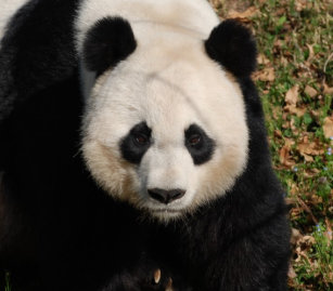 giant panda bear compact mirrors makeup tools zazzle com au