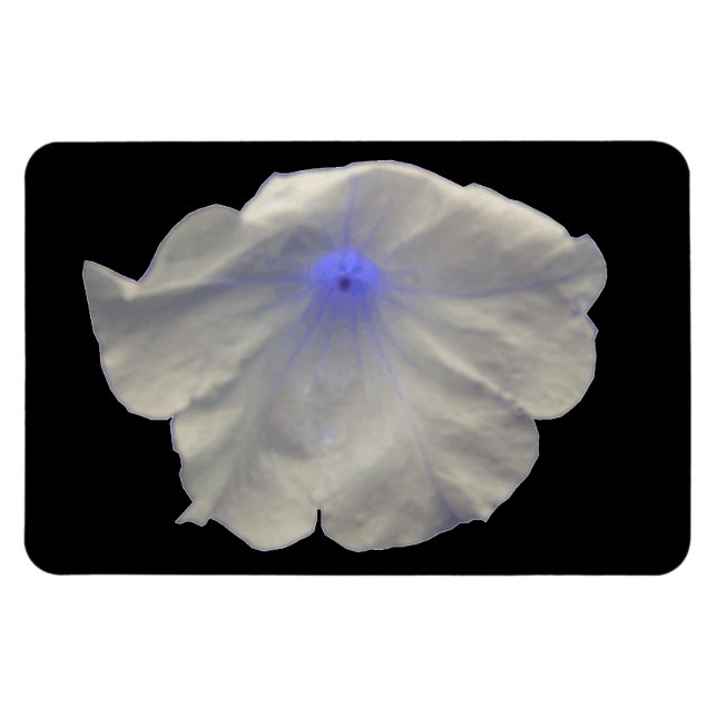 Petunai Blue Glow Premium Magnet (Horizontal)