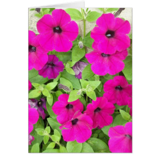 Petunia