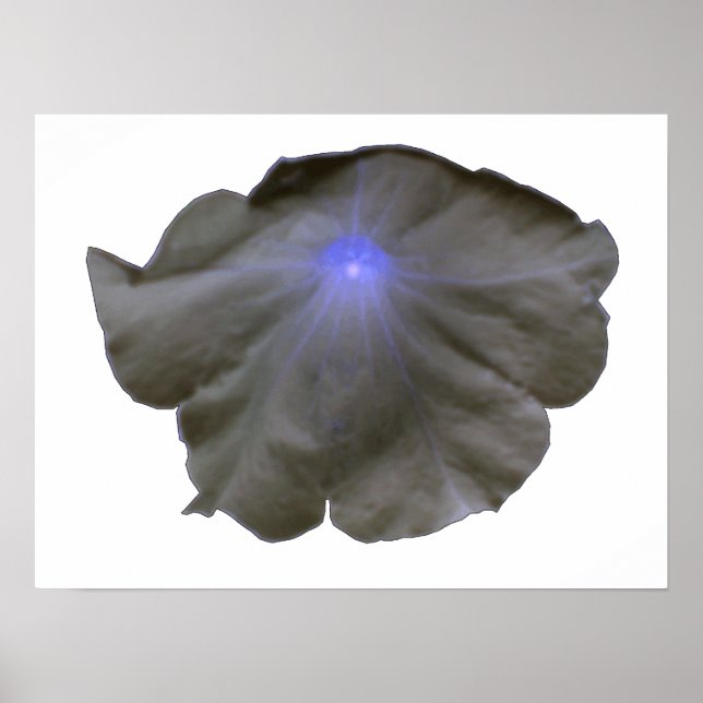 Petunia Black and Blue Poster (Front)