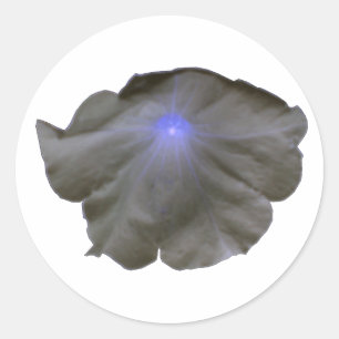 Petunia Black and Blue Stickers