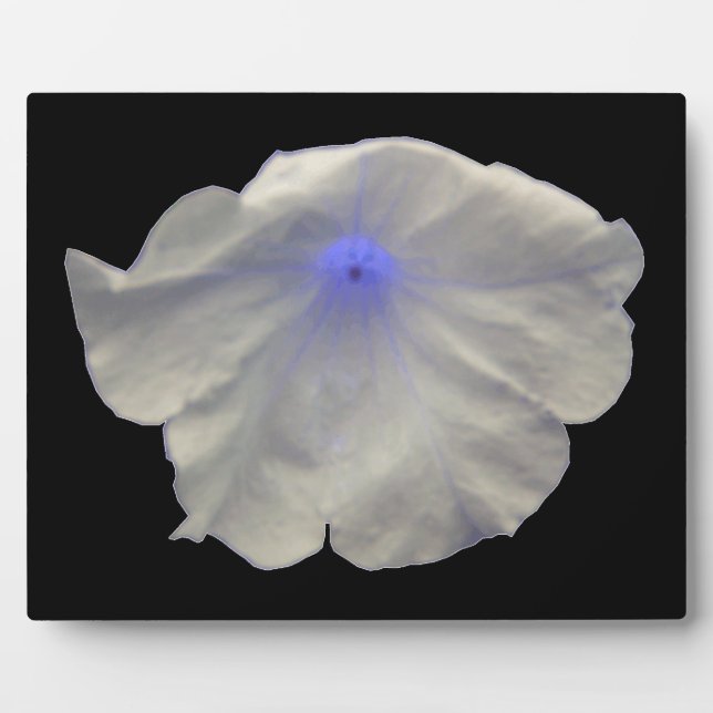 Petunia Blue Glow Plaque (Front)