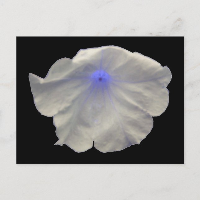 Petunia Blue Glow Postcard (Front)