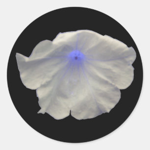 Petunia Blue Glow Stickers