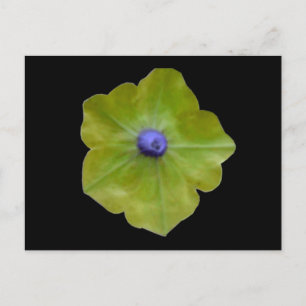 Petunia Green and Blue Postcard
