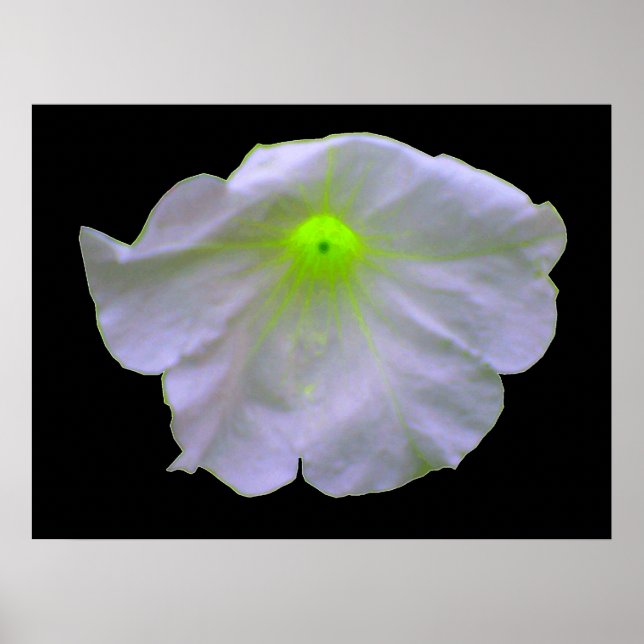 Petunia Green Glow Poster (Front)