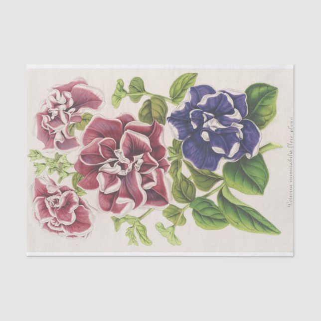 Pétunia Inimitabilis (Hybride), Flore Pleno Tissue Paper (Front)