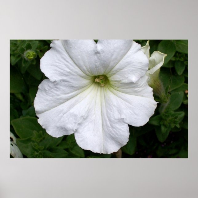 Petunia portrait poster (Front)