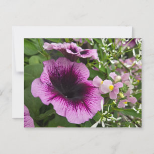 Petunia postcard