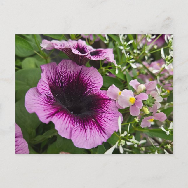 Petunia  postcard (Front)