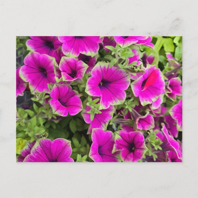 Petunia Postcard (Front)