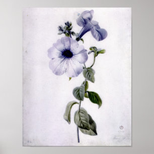 Petunia Poster