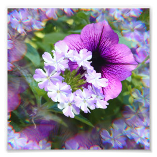 Petunia Purple & White Flowers Photography Print