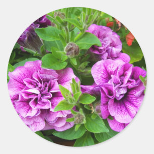 Petunia Tumbelina Julia Classic Round Sticker