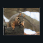 Pfft Postcard<br><div class="desc">squirrel</div>