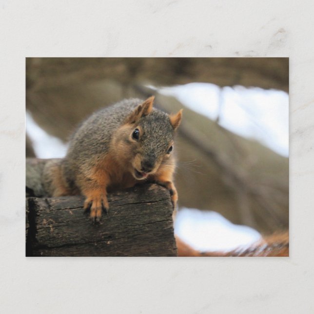 Pfft Postcard (Front)