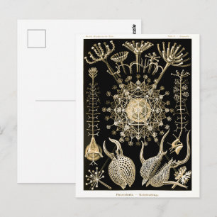 Phaeodaria   61 Gold   Ernst Haeckel   Postcard