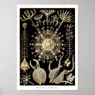 Phaeodaria   61 Gold   Ernst Haeckel   Poster