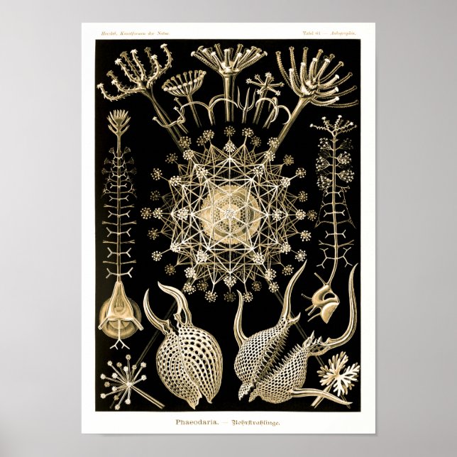Phaeodaria | 61 Gold | Ernst Haeckel | Poster (Front)