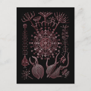 Phaeodaria Sea Shell Detail 1879 Postcard