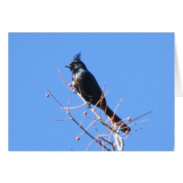 Phainopepla (Front Horizontal)