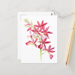 Phaiocalanthe Parkside red orchid watercolor art Postcard