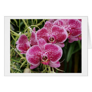 Phalaenopsis