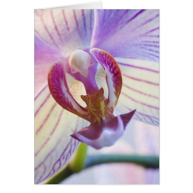 Phalaenopsis  (Front)