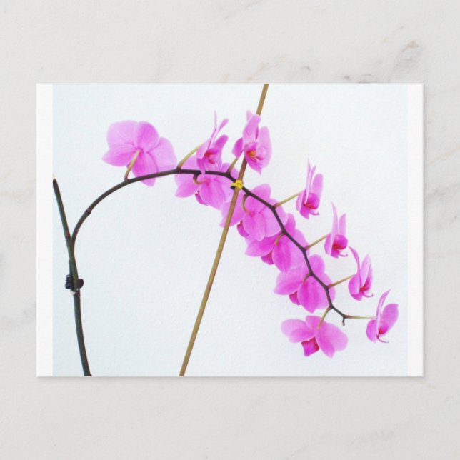 phalaenopsis 1 postcard (Front)