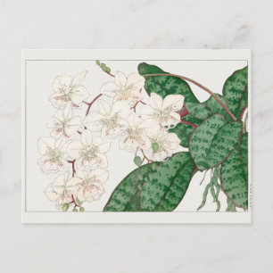 Phalaenopsis by Tanigami Konan Postcard