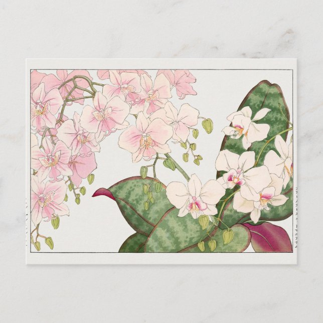 Phalaenopsis by Tanigami Konan Postcard (Front)