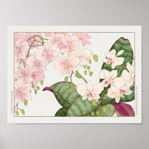 Phalaenopsis by Tanigami Konan Poster